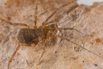 Media type: image; Invertebrate Zoology 138109